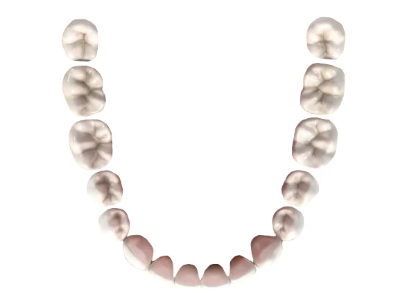 Lower Jaw Image