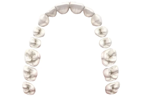 Upper Jaw Image